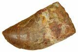 Serrated, Carcharodontosaurus Tooth - Real Dinosaur Tooth #372287-1